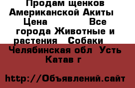 Продам щенков Американской Акиты › Цена ­ 25 000 - Все города Животные и растения » Собаки   . Челябинская обл.,Усть-Катав г.